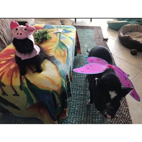 Pet Shop Pig Hat Pet Costume Animal Sz XSMALL Dog Clothes Halloween Pink - Picture 6 of 6